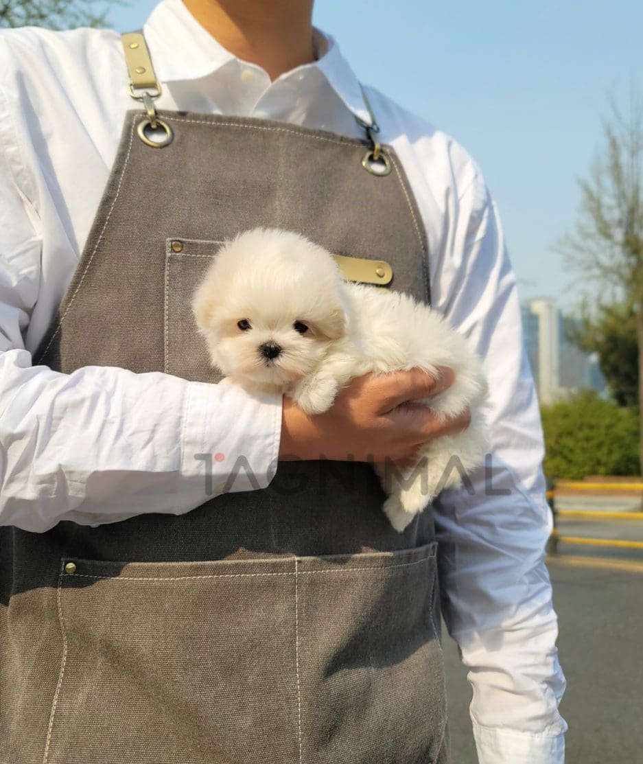 Maltese puppy for sale, dog for sale at Tagnimal