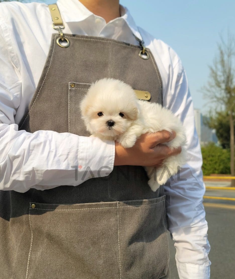 Maltese puppy for sale, dog for sale at Tagnimal