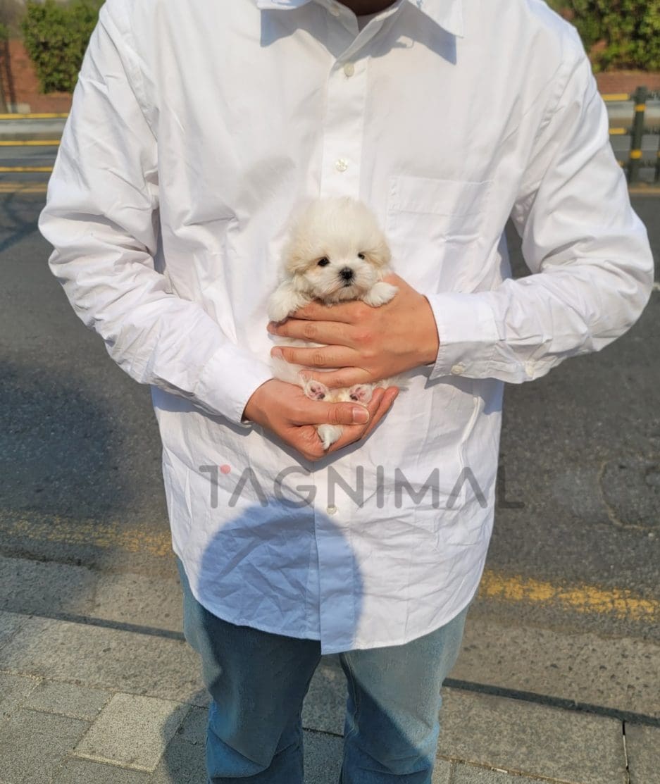 Maltese puppy for sale, dog for sale at Tagnimal