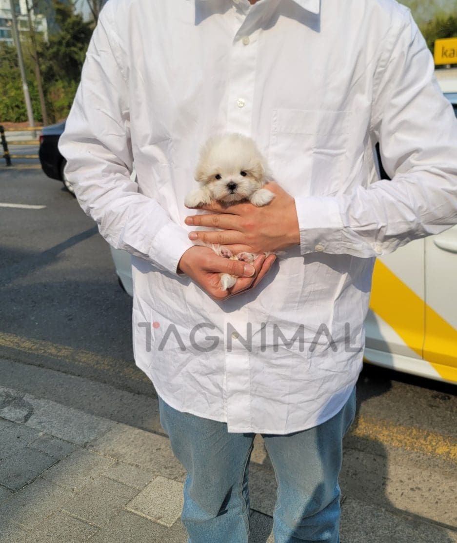 Maltese puppy for sale, dog for sale at Tagnimal