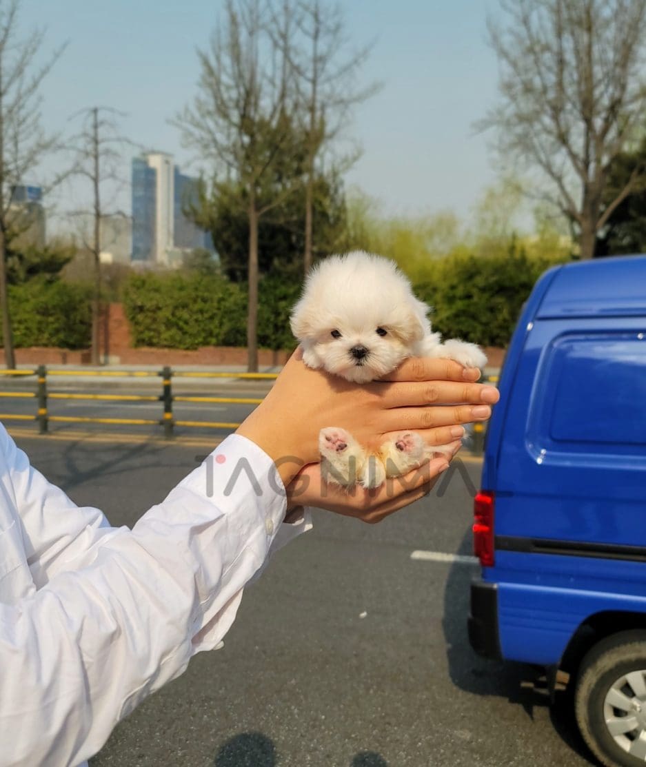 Maltese puppy for sale, dog for sale at Tagnimal