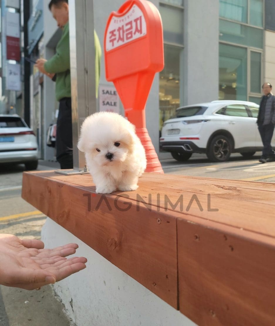 Maltese puppy for sale, dog for sale at Tagnimal