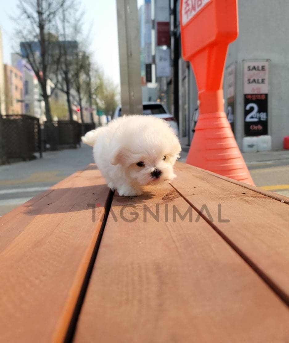 Maltese puppy for sale, dog for sale at Tagnimal