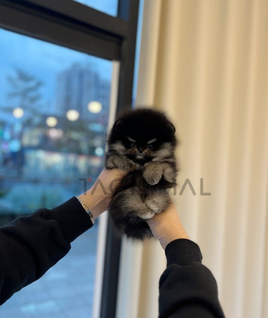 Pomeranian for sale, dog for sale at Tagnimal