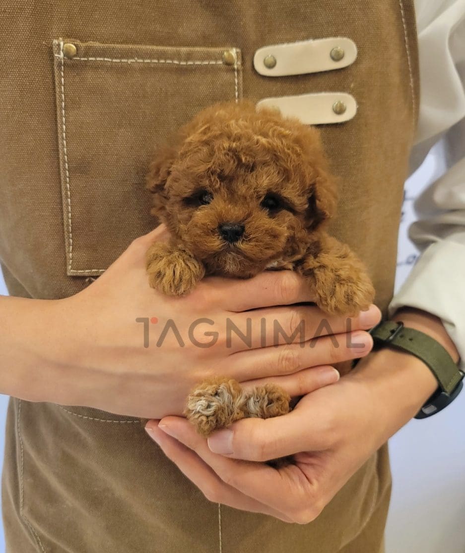 Poodle puppy for sale, dog for sale at Tagnimal