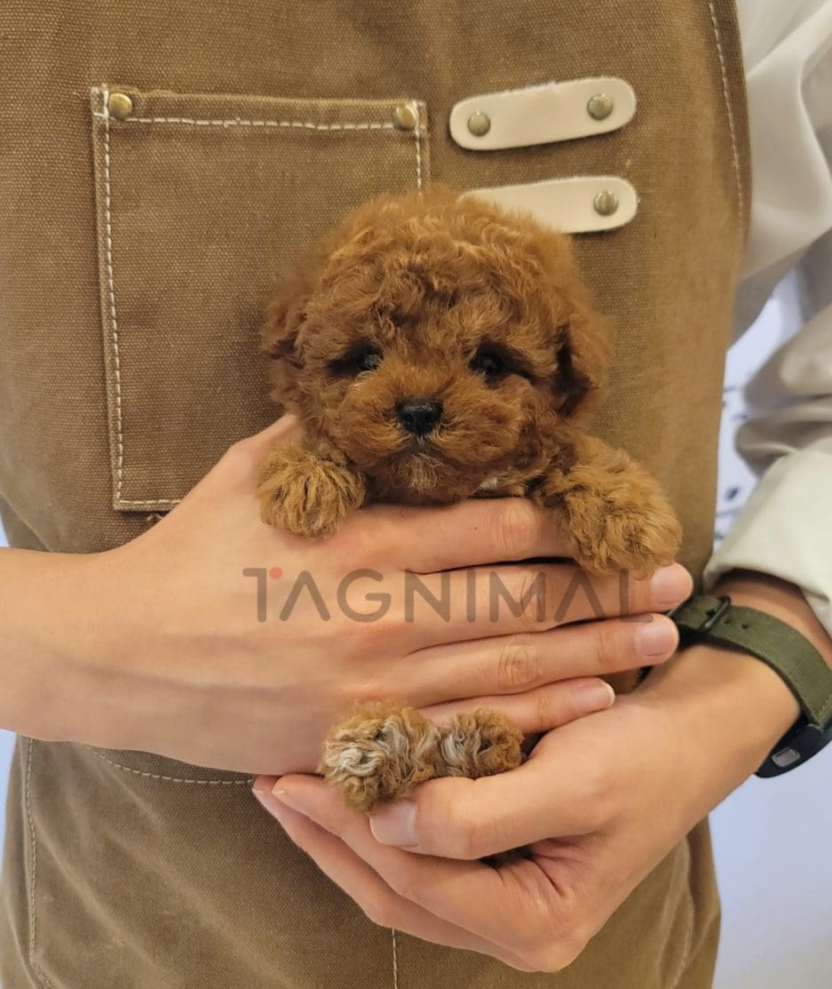 Poodle puppy for sale, dog for sale at Tagnimal