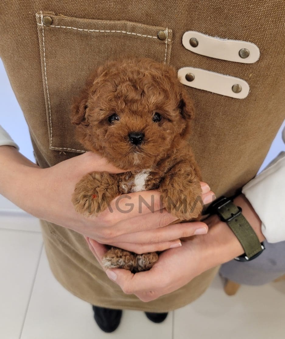 Poodle puppy for sale, dog for sale at Tagnimal