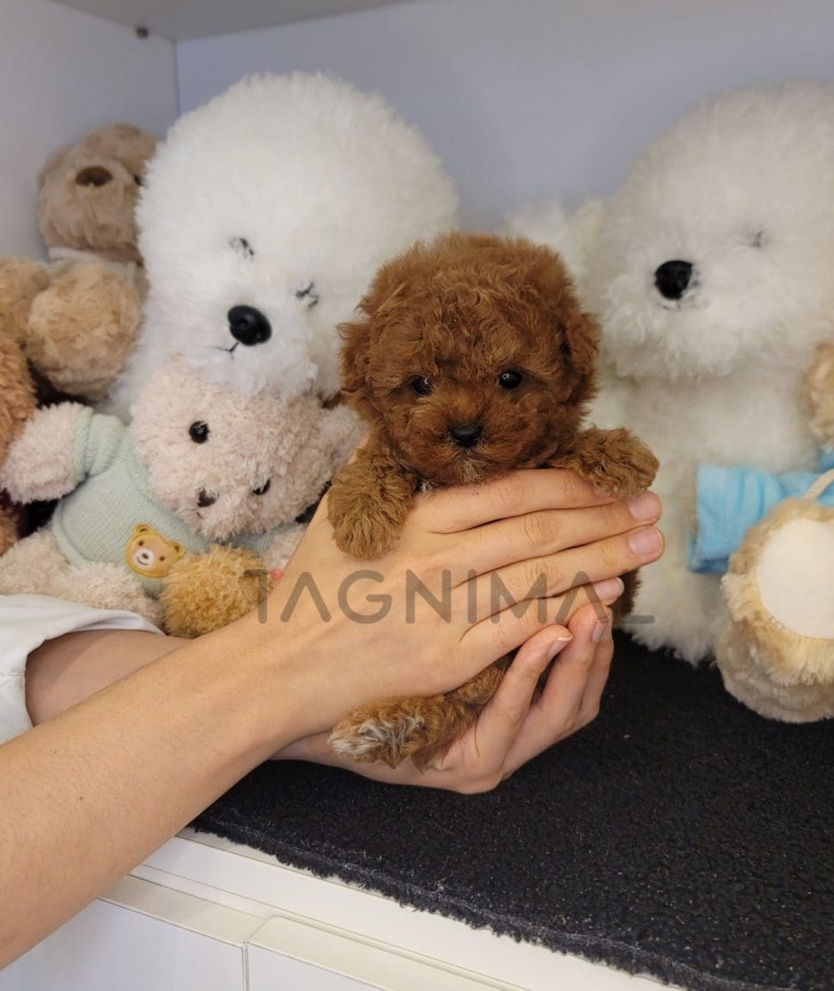 Poodle puppy for sale, dog for sale at Tagnimal