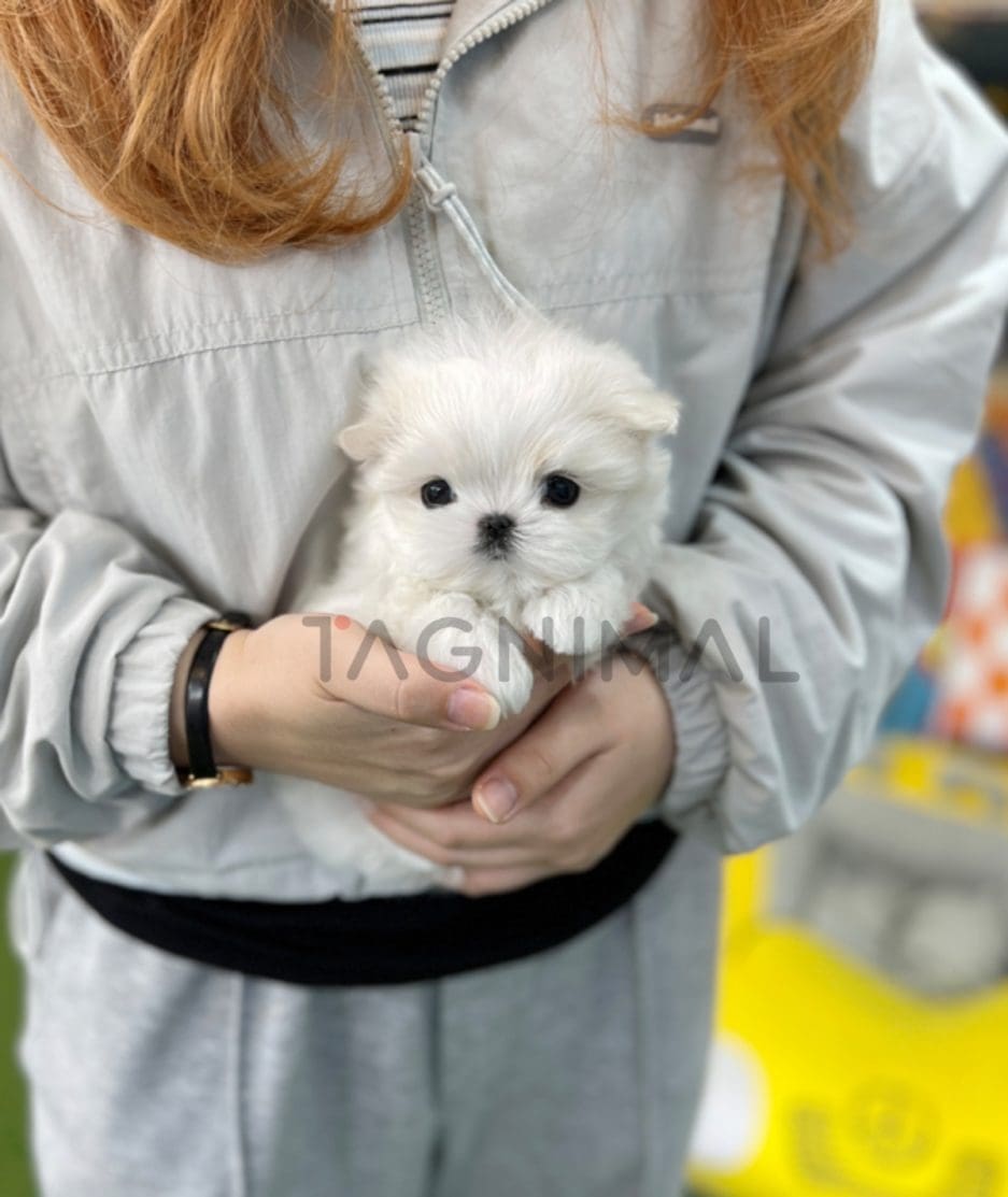 Maltipoo puppy for sale, dog for sale at Tagnimal