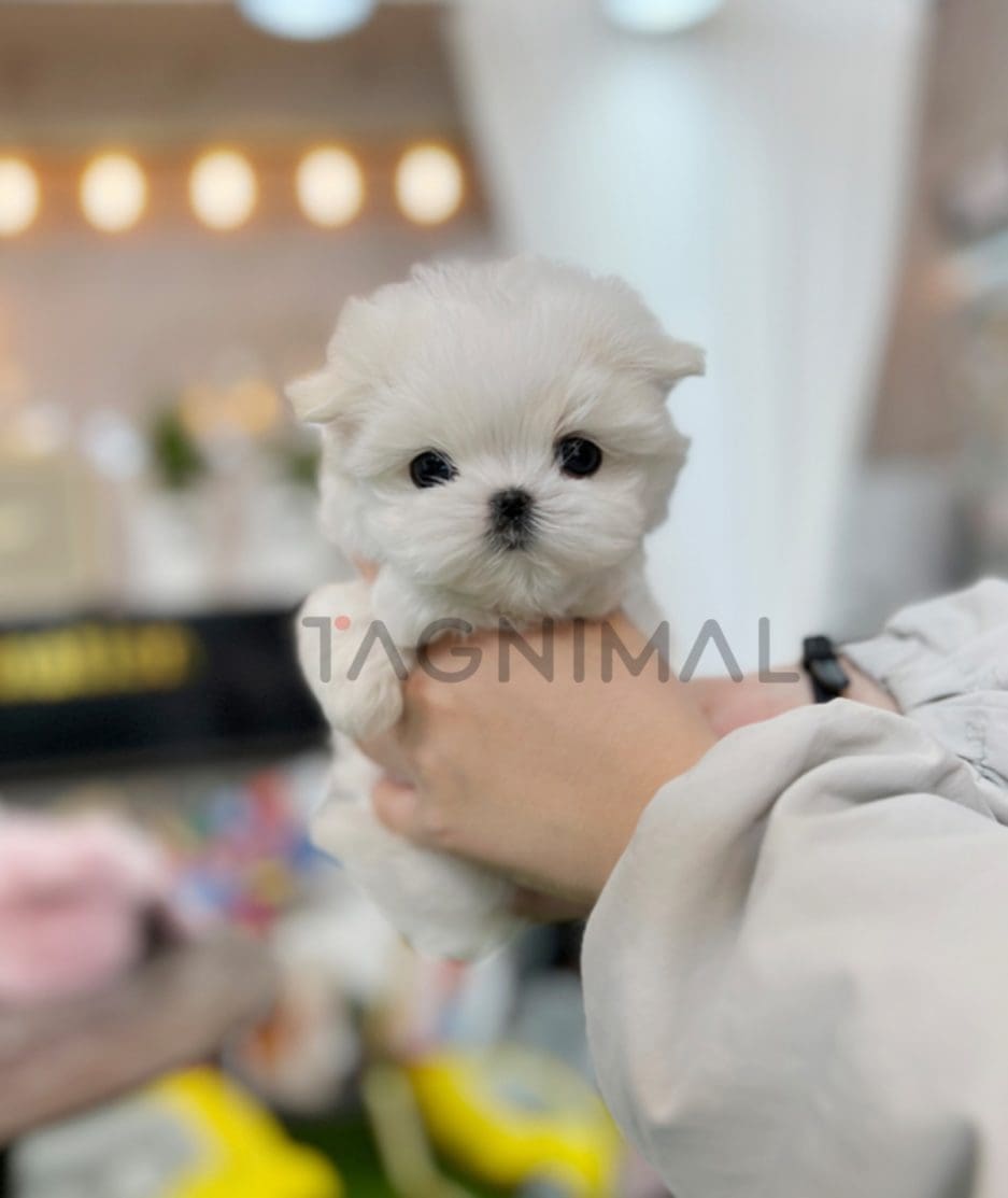 Maltipoo puppy for sale, dog for sale at Tagnimal