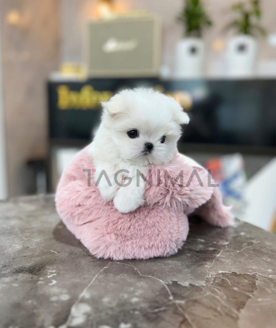 Maltipoo puppy for sale, dog for sale at Tagnimal