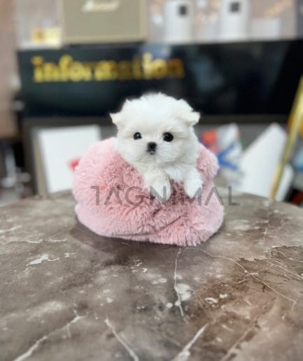 Maltese puppy for sale, dog for sale at Tagnimal