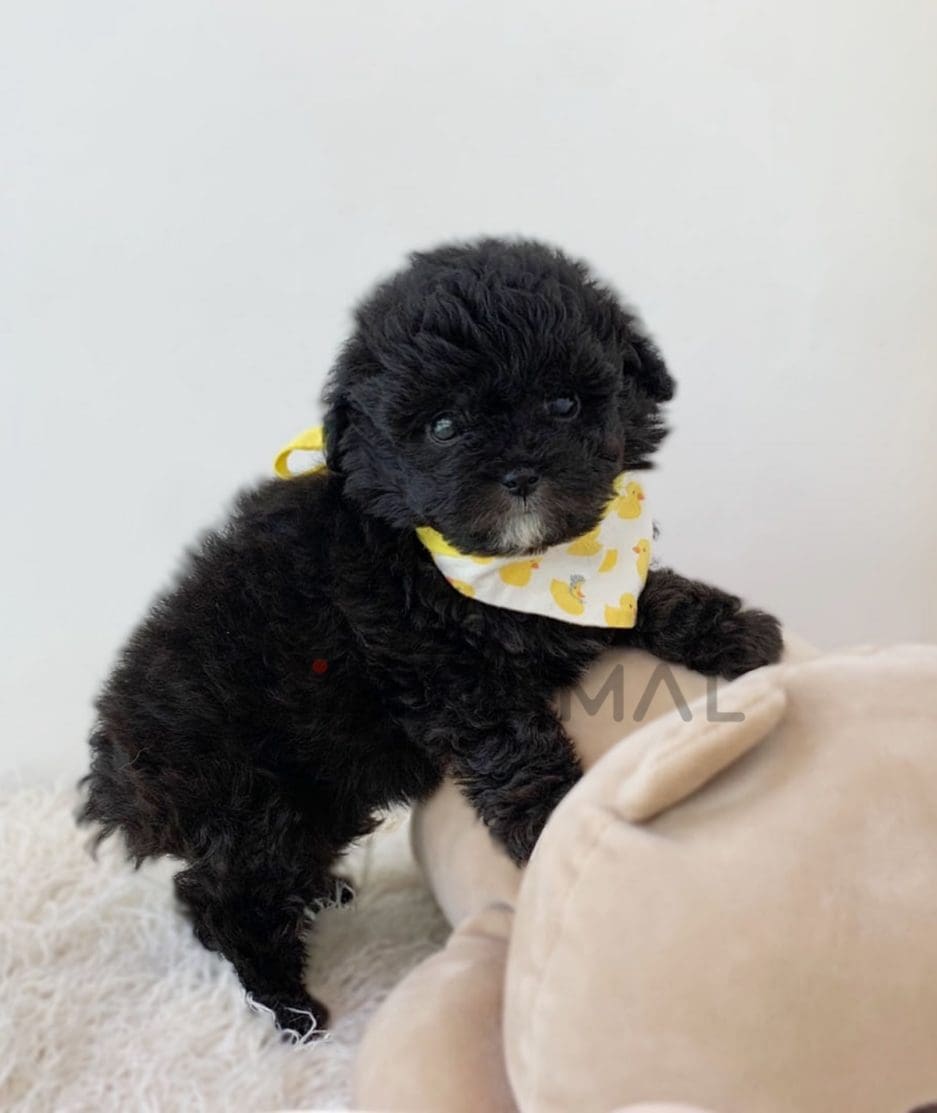 Poodle puppy for sale, dog for sale at Tagnimal