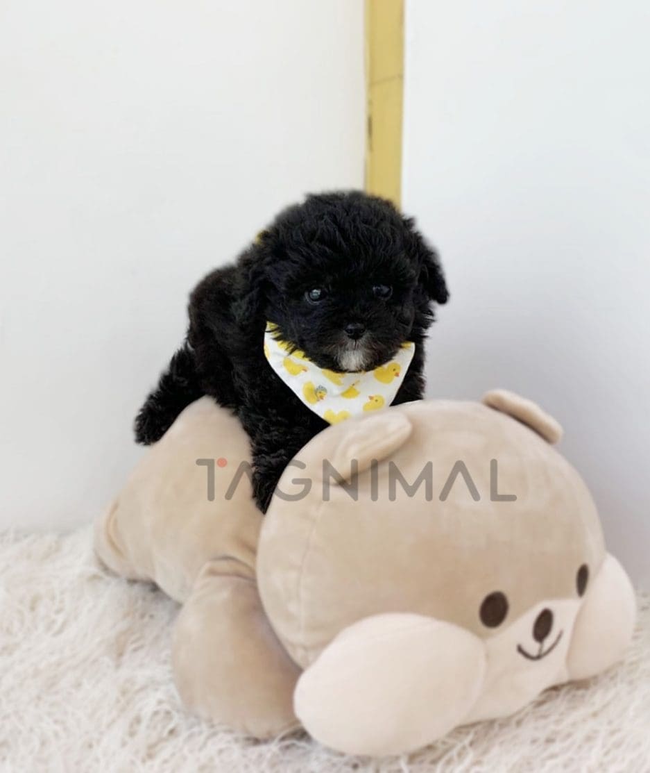 Poodle puppy for sale, dog for sale at Tagnimal