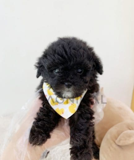 Poodle puppy for sale, dog for sale at Tagnimal