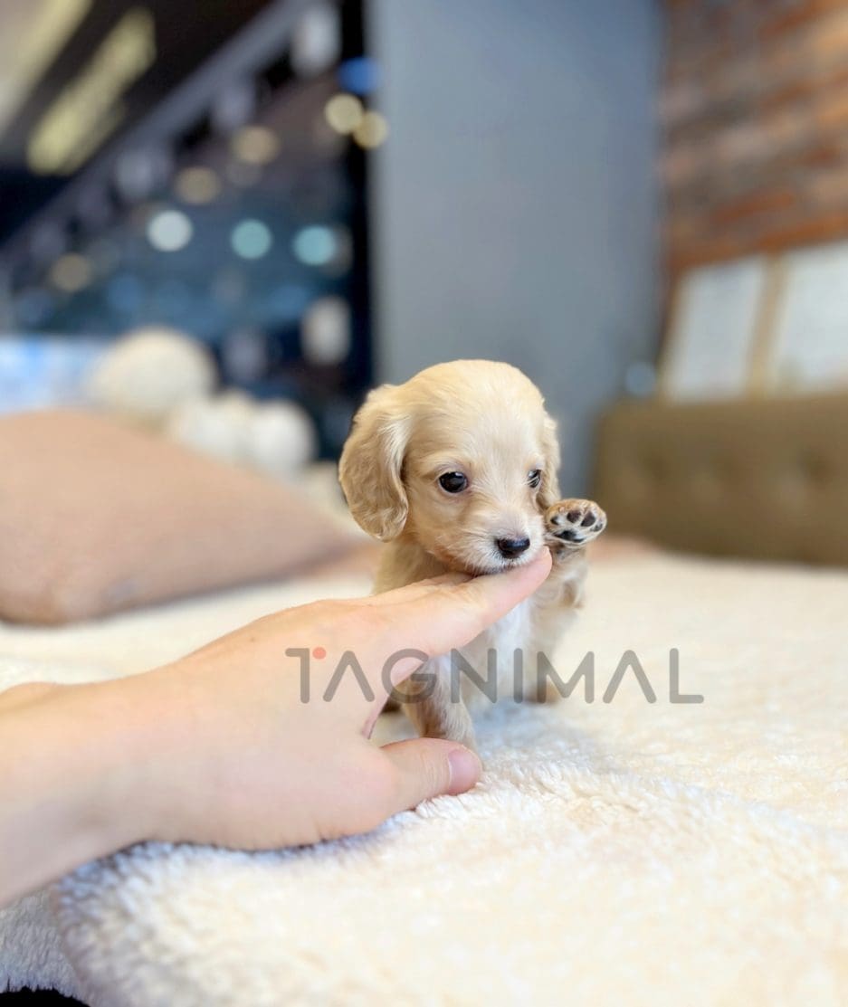 Dachshund puppy for sale, dog for sale at Tagnimal