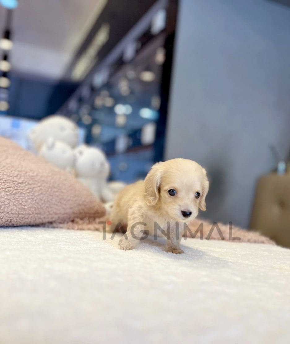 Dachshund puppy for sale, dog for sale at Tagnimal