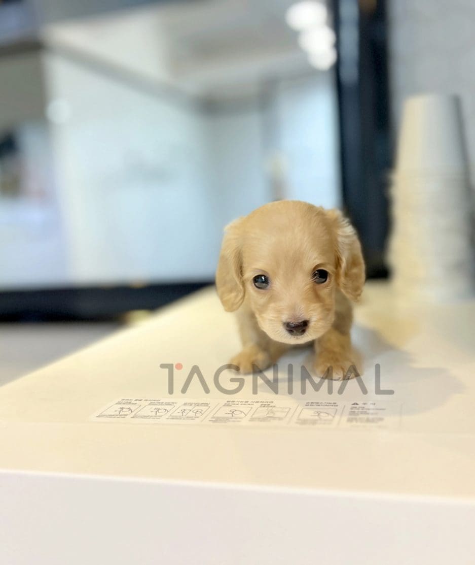 Dachshund puppy for sale, dog for sale at Tagnimal