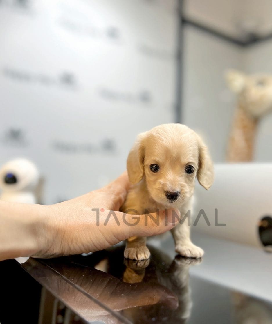 Dachshund puppy for sale, dog for sale at Tagnimal