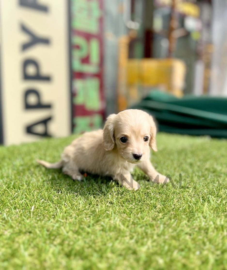 Dachshund puppy for sale, dog for sale at Tagnimal