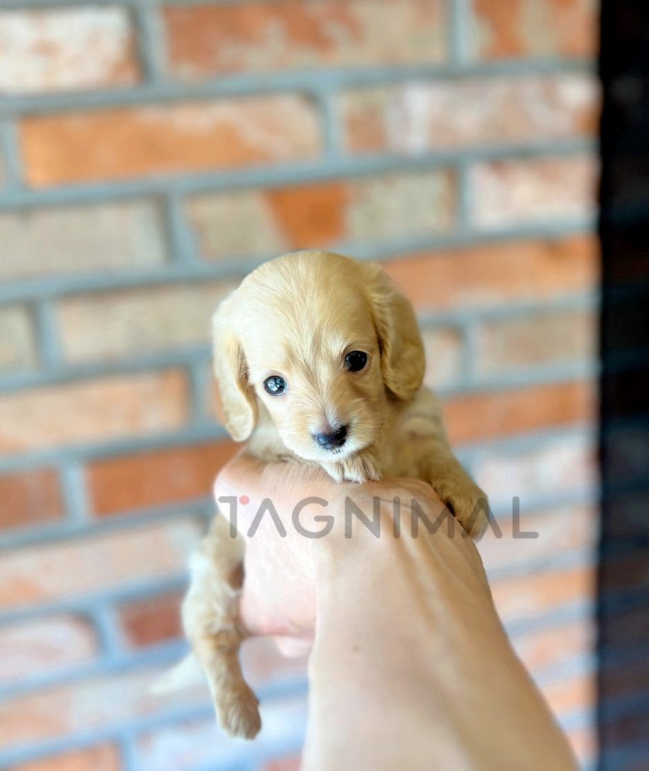 Dachshund puppy for sale, dog for sale at Tagnimal