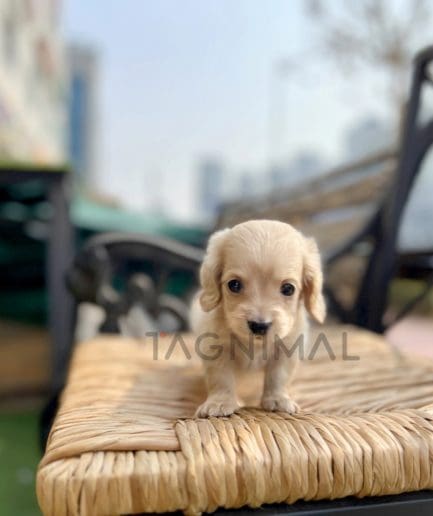 Dachshund puppy for sale, dog for sale at Tagnimal