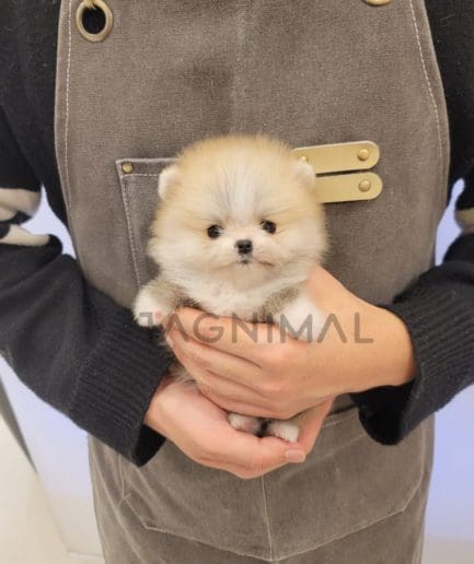 Pomeranian puppy for sale, dog for sale at Tagnimal