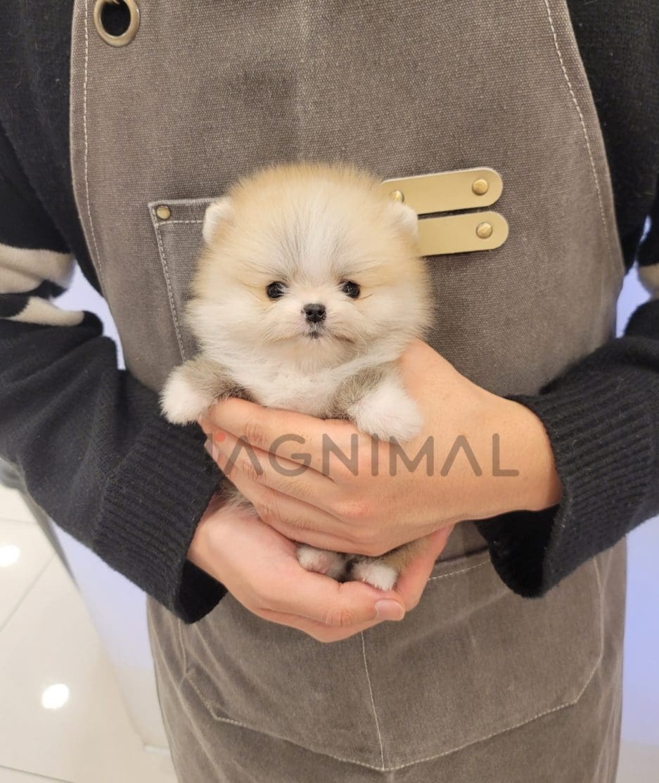 Pomeranian puppy for sale, dog for sale at Tagnimal