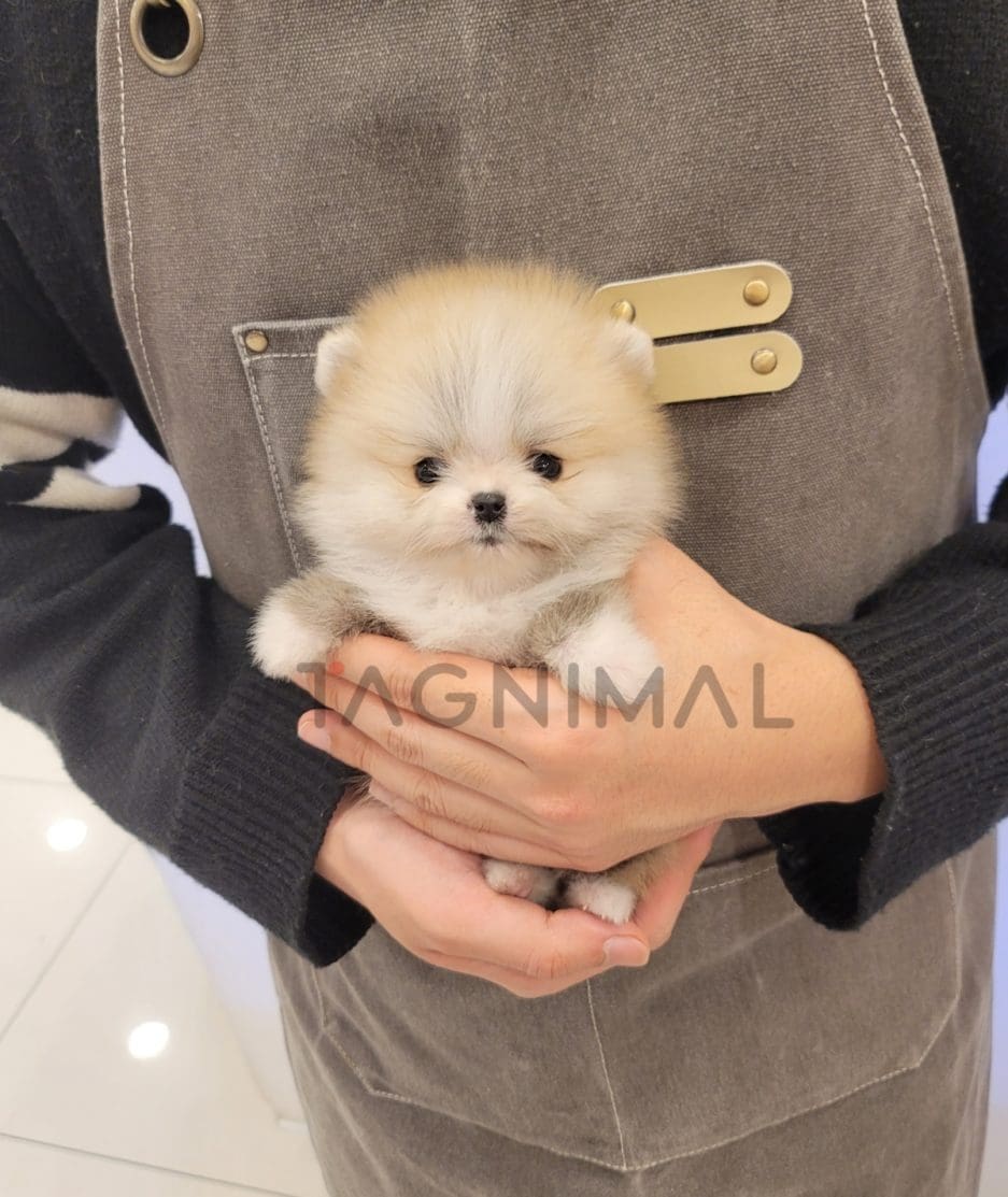 Pomeranian puppy for sale, dog for sale at Tagnimal