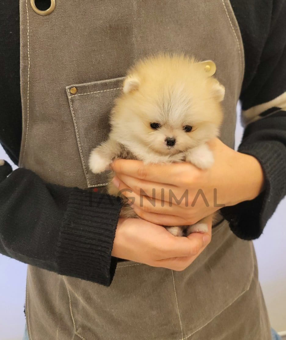 Pomeranian puppy for sale, dog for sale at Tagnimal