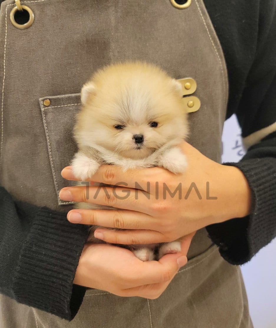 Pomeranian puppy for sale, dog for sale at Tagnimal