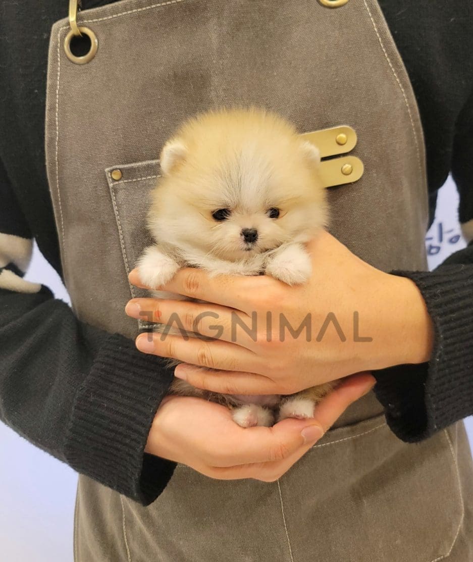 Pomeranian puppy for sale, dog for sale at Tagnimal