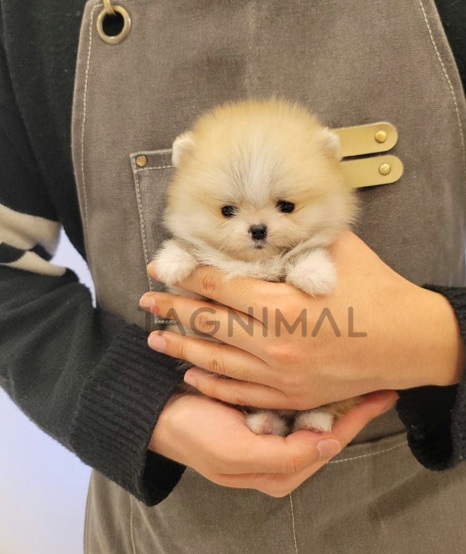 Pomeranian puppy for sale, dog for sale at Tagnimal