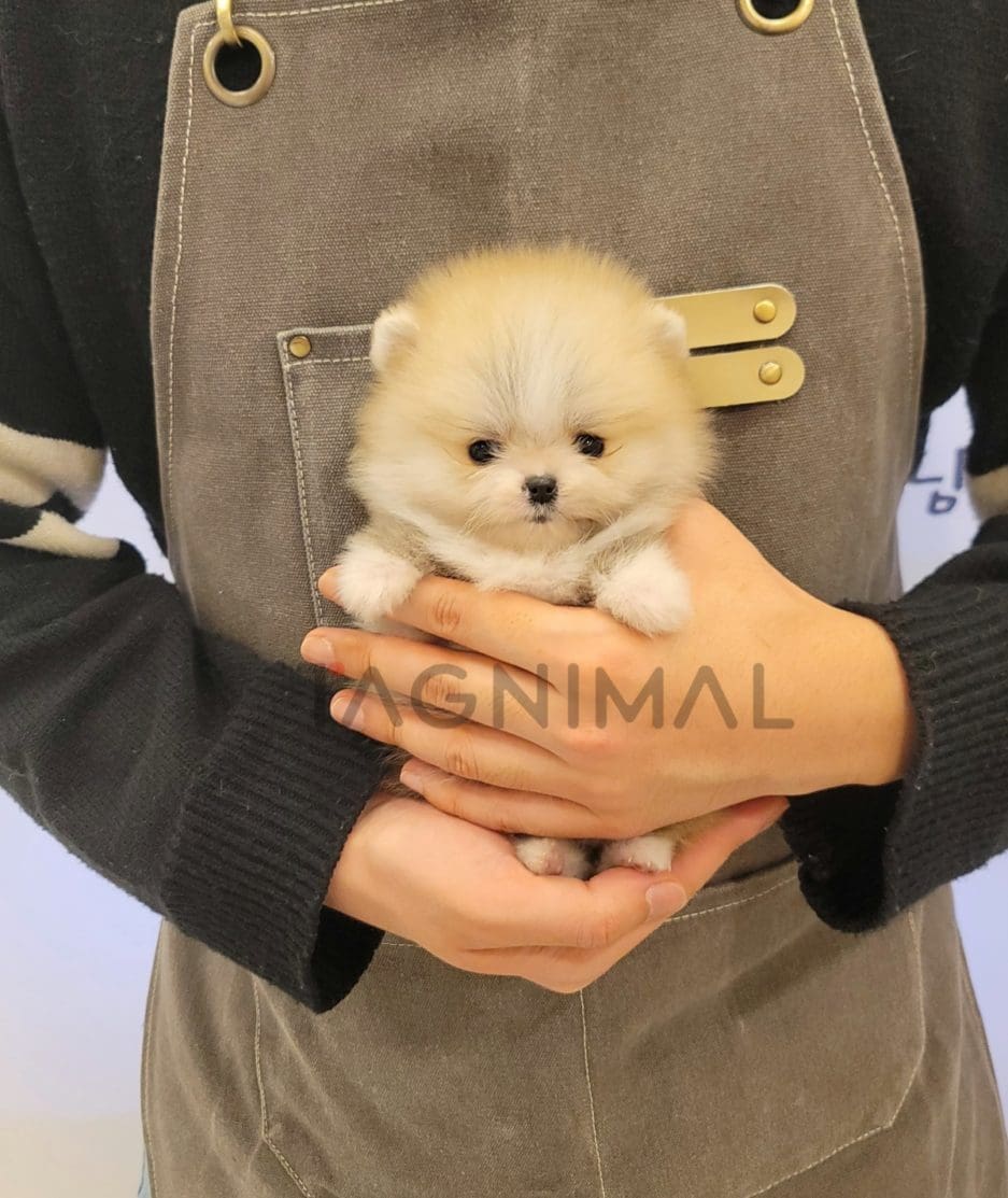 Pomeranian puppy for sale, dog for sale at Tagnimal