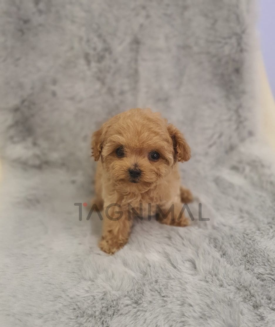 Maltipoo for sale, dog for sale at Tagnimal