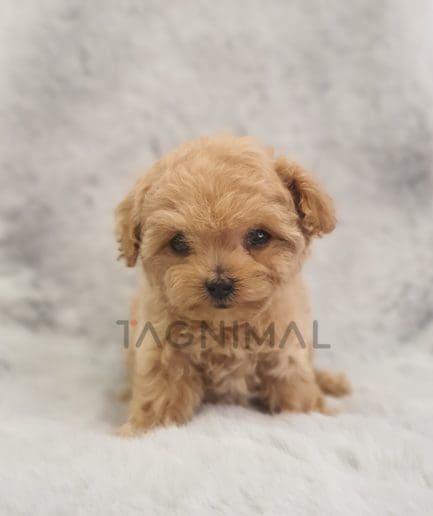 Maltipoo for sale, dog for sale at Tagnimal