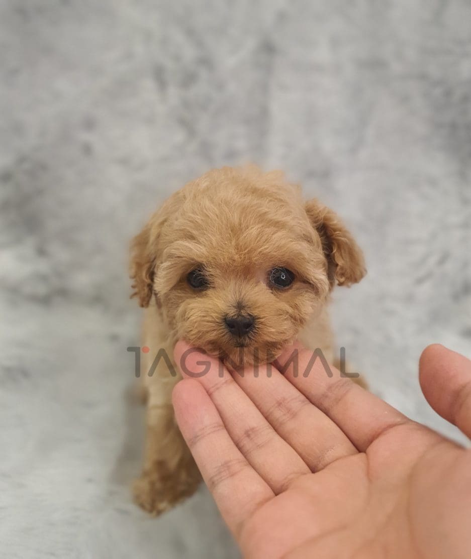 Maltipoo for sale, dog for sale at Tagnimal