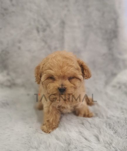 Maltipoo for sale, dog for sale at Tagnimal