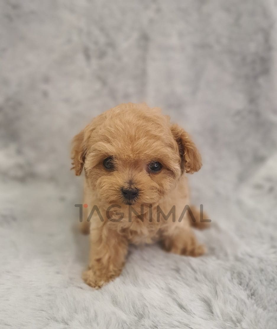 Maltipoo for sale, dog for sale at Tagnimal