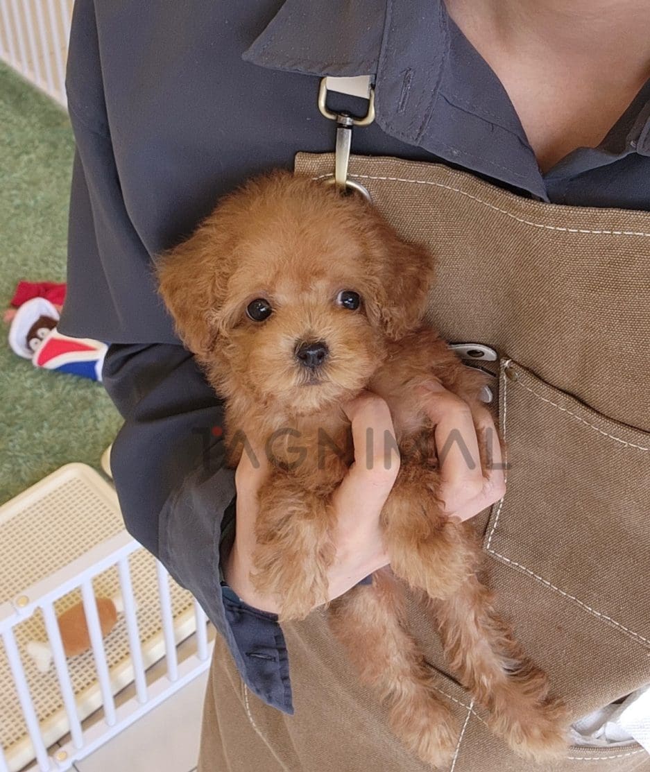 Poodle puppy for sale, dog for sale at Tagnimal