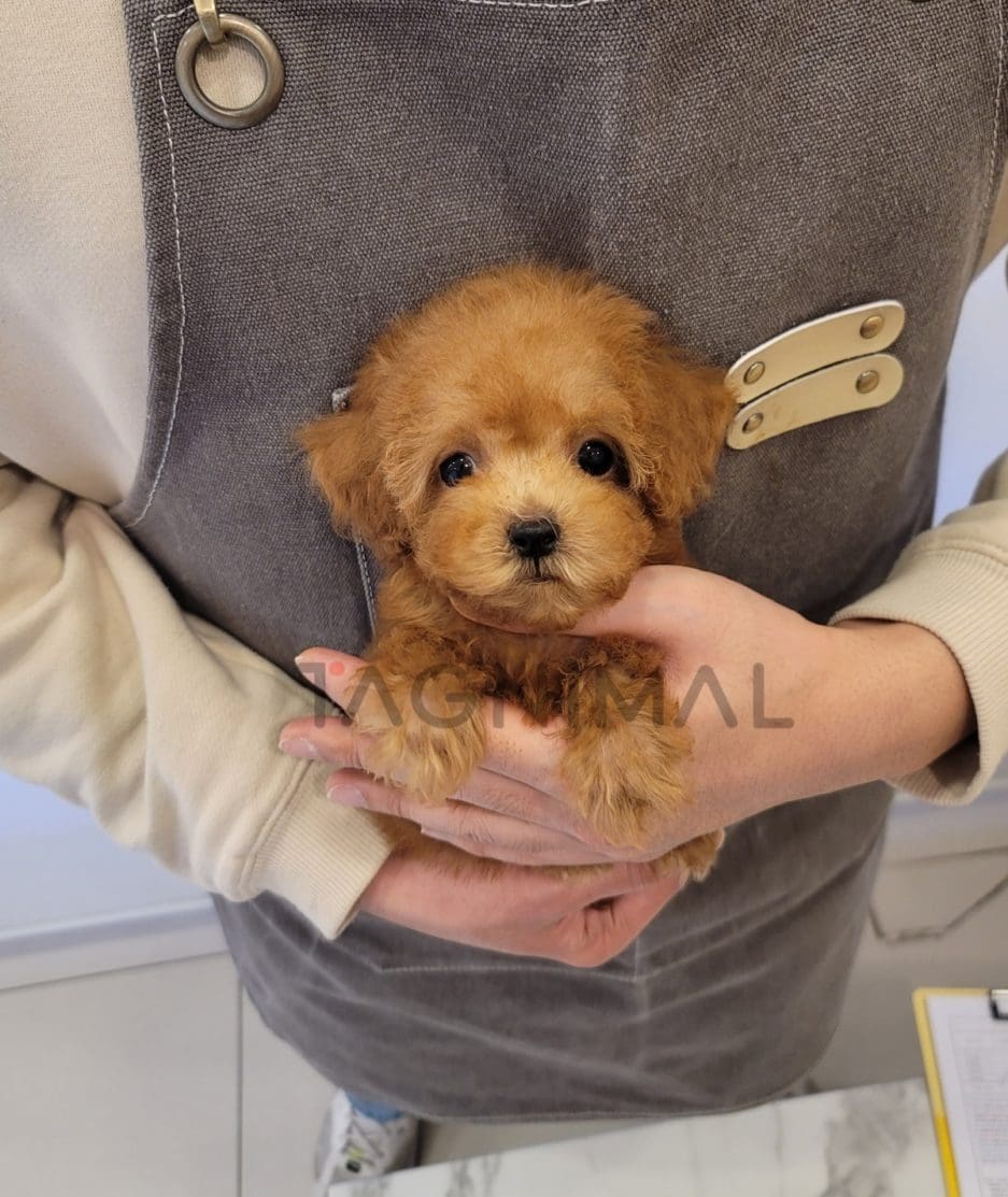 Poodle puppy for sale, dog for sale at Tagnimal