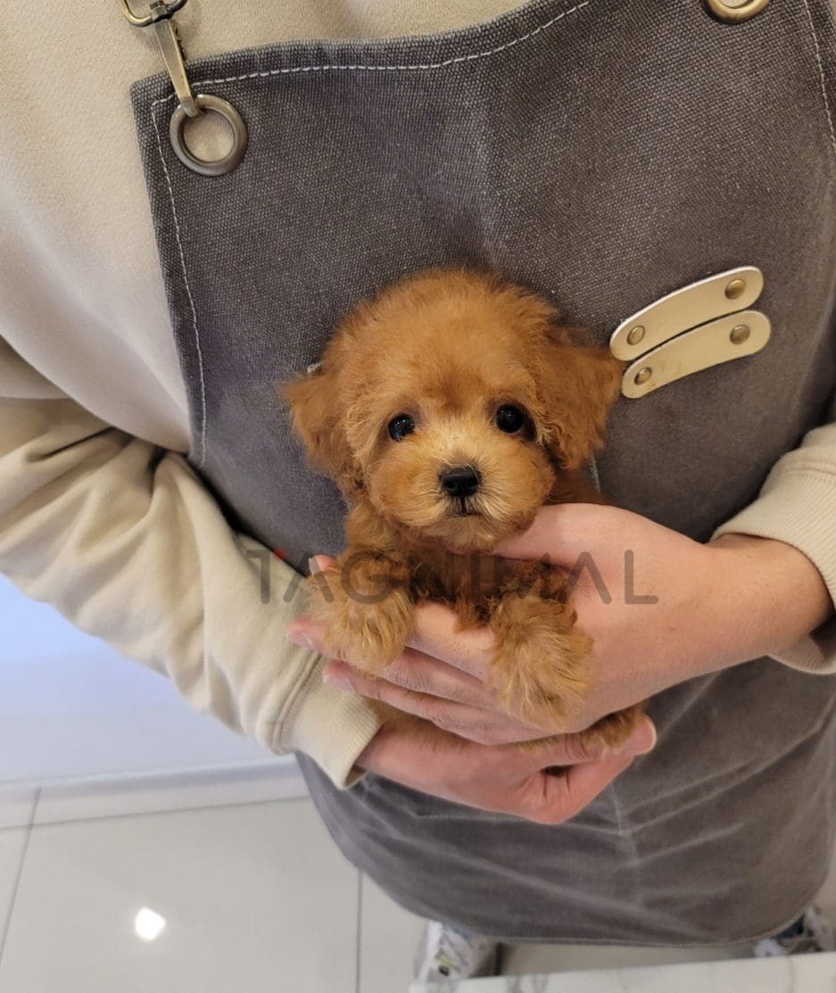 Poodle puppy for sale, dog for sale at Tagnimal