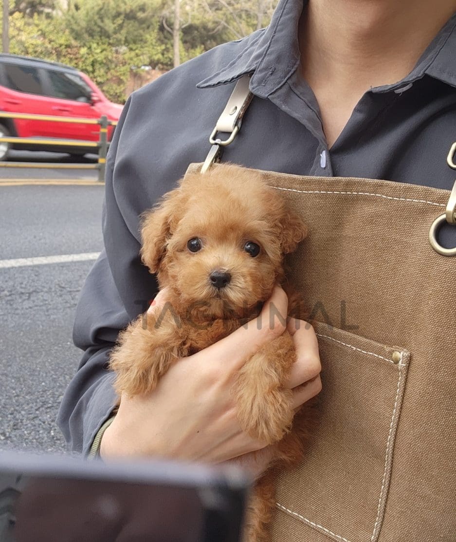 Poodle puppy for sale, dog for sale at Tagnimal