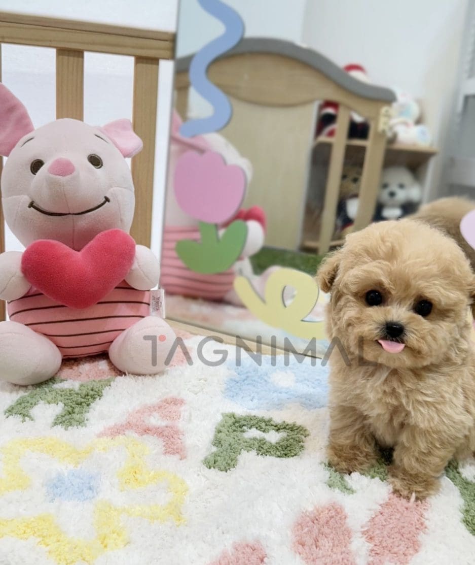 Maltipoo puppy for sale, dog for sale at Tagnimal