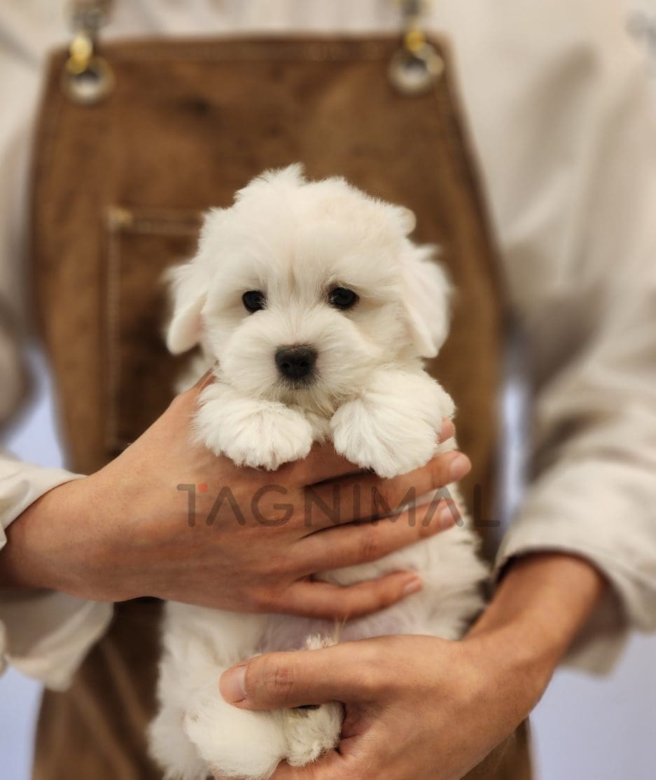 Coton de Tulear for sale, dog for sale at Tagnimal