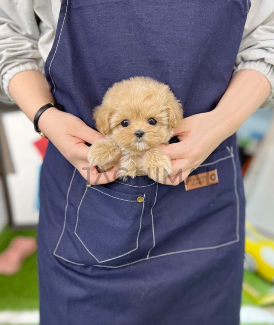 Maltipoo puppy for sale, dog for sale at Tagnimal