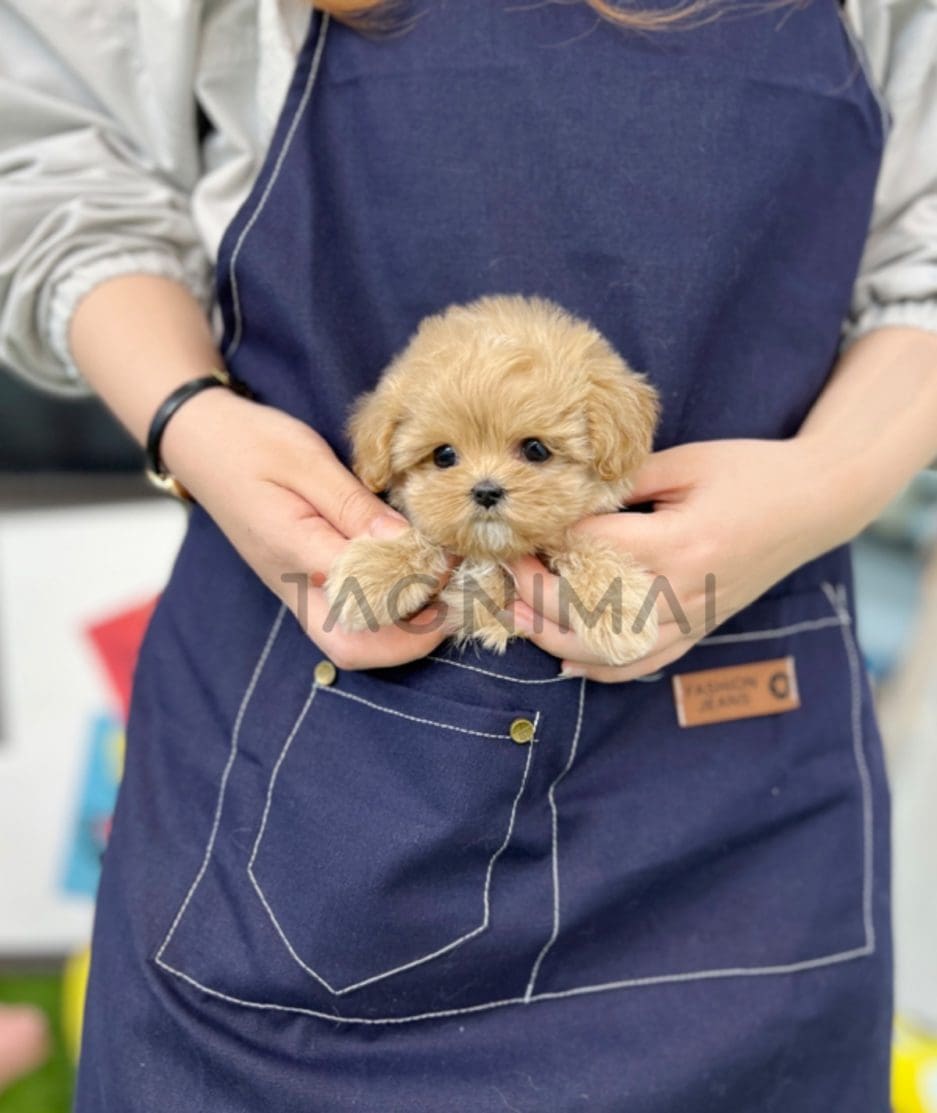 Maltipoo puppy for sale, dog for sale at Tagnimal