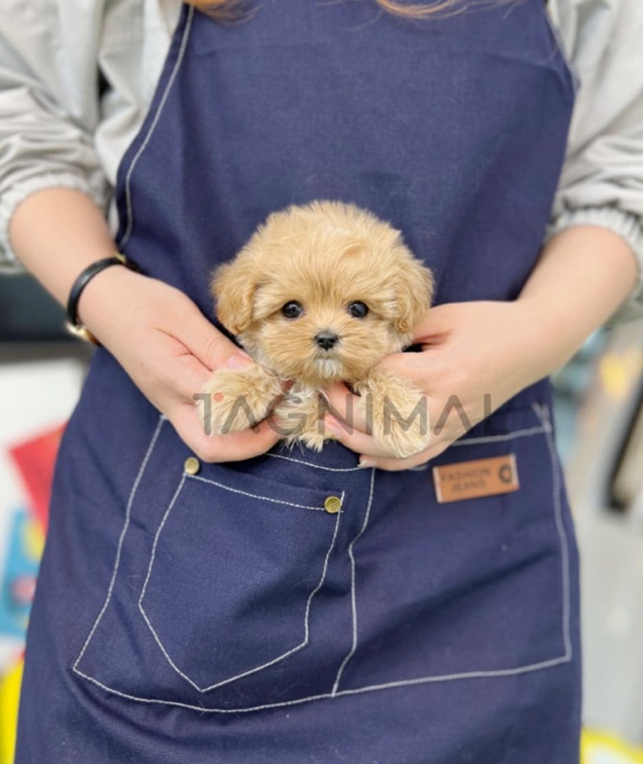 Maltipoo puppy for sale, dog for sale at Tagnimal