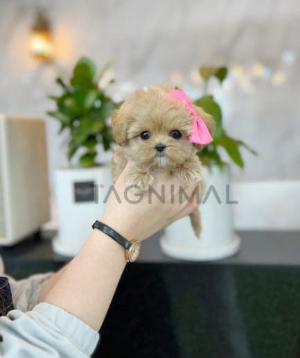 Maltipoo puppy for sale, dog for sale at Tagnimal