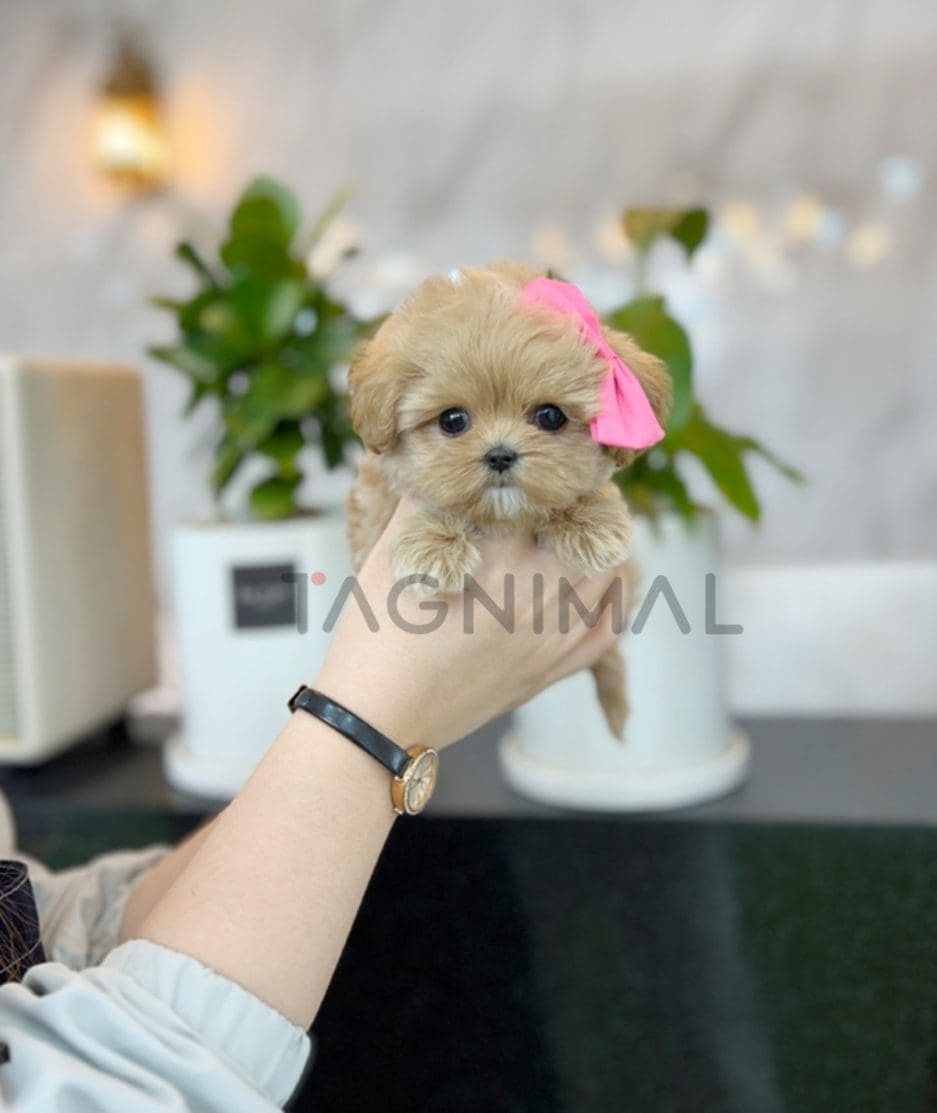 Maltipoo puppy for sale, dog for sale at Tagnimal